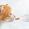 Generico Kitten Bottle Set view 2