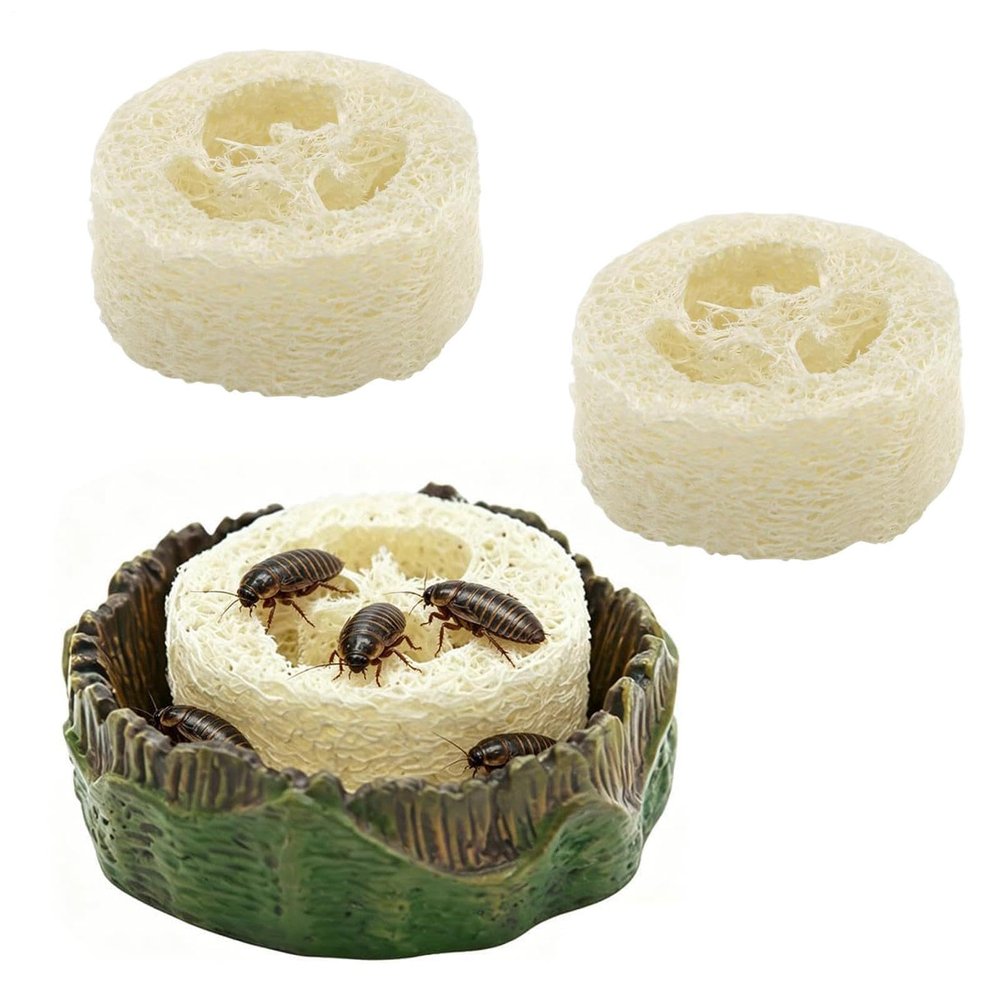 Roach Feeder - Water and Food Bowl for Reptiles