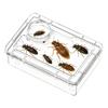 Generic Gecko Feeding Bowl view 1