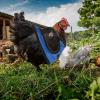 Outanaya Adjustable Chicken Vest Harness, Breathable Nylon, for Geese and Small Animals, Durable and Tear-Resistant, for Outdoor Activities and Parties, Random Color view 4