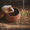 COOLHIYA 2-Pack Hanging Food Dispenser Balls for Rabbits view 4