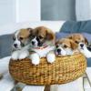VALICLUD 10 Pack Wool Yarn Puppy and Kitten Collars with ID and Small Flower Decoration view 4