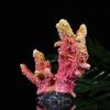 Hemobllo Artificial Orange Realistic Resin Coral Aquarium Decoration view 3