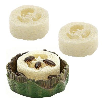 Roach Reptile Feeding and Drinking Bowl with Luffa