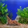 Kisangel Natural Aquarium Driftwood Decoration, Real Brown Wood in Random Shape view 4