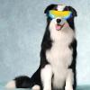NESTINGHO Adjustable UV-Protective Dog Sunglasses for Small Pets view 4