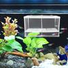 Aquarium Breeding Box with Suction Cup and Mesh Design for Fish Fry view 4
