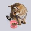 OUNONA Elevated Ceramic Pet Water Bowl view 4