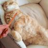Alasum Pet Grooming Comb with Wooden Handle view 4