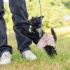 COOPHYA Breathable Dog Hygiene Pants view 4