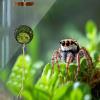 Jumping Spider Terrarium Decor - Climbing Decoration Toy - Jumping Spider Habitat view 3