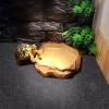 Vibsky Large Washable Substrate Mat for Reptiles, Soft Carpet Insert for Bearded Dragons, Snakes, and Turtles, Black view 2