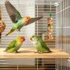 Treat Sticks for Pet Birds and Cockatiels view 3