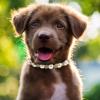 HOUDERCO Lightweight Black Grosgrain Ribbon Dog Collar with Rhinestones view 4