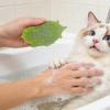 2026 Turtle-Shaped Cat Comb & Self-Care Device view 4