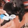 Nail Clippers for Guinea Pigs and Small Pets view 2