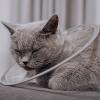 Pet Recovery Collar - Comfortable PVC Protection for Cats and Puppies view 2