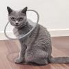 Comfortable PVC Protective Collar for Cats and Dogs view 2