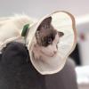 Adjustable Dog Cone Collar view 3