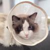 Adjustable Dog Cone Collar view 4