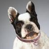 ELEOUTI Crystal Pet Collar with Heart-Shaped Metal Pendant view 2