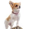 ELEOUTI Crystal Pet Collar with Heart-Shaped Metal Pendant view 4