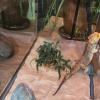 KJHBV Realistic Artificial Green Plastic Plants for Reptile Enclosures view 4