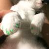 NESTINGHO 40 Cat Nail Caps in Green Silicone view 4