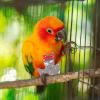 Washable Parrot Diaper with Protective Design view 4