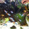 ABOOFAN Aquarium Accessory Set with Stainless Steel Tweezers and Acrylic Cleaning Clip view 4