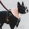 SOLUSTRE Outdoor Pet Waste Bag Holder view 4