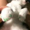 Alasum Silicone Cat Claw Caps, Green, 40 Pieces view 4