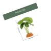 NESTINGHO Artificial Reptile Plants with a Realistic Look for Terrariums and Turtle Aquariums view 2