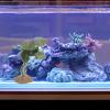 NESTINGHO Artificial Reptile Plants with a Realistic Look for Terrariums and Turtle Aquariums view 4