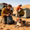 Windproof UV-Protective Dog Sunglasses view 2