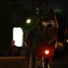 Dog Collar | Waterproof Night Light for Pets view 2