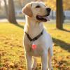 Dog Collar | Waterproof Night Light for Pets view 3