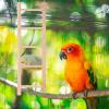 Generic Parrot Wooden Ladder Toy view 4