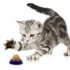 Outanaya Catnip Energy Balls - 4 Pack view 4