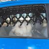 RORPOIR Car Window Guard for Dogs, PP Pet Barrier view 4