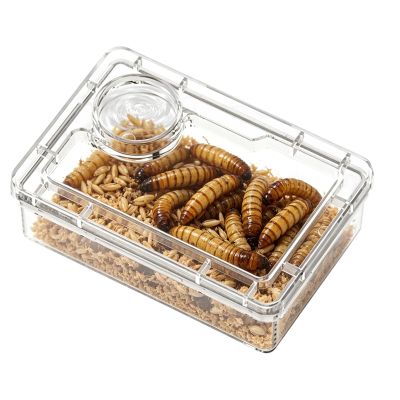 Reptile Feeding Bowl - Escape-Proof Gecko Feeder with Compartment