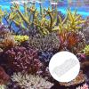 ibasenice Curved Acrylic Coral Frag Rack with 2 Suction Cups and 23 Holes view 4