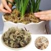 Dried Sphagnum Moss for Orchids view 3