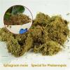 Dried Sphagnum Moss for Orchids view 4