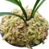 Natural Dried Sphagnum Moss view 1