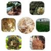 Sphagnum Moss for Orchids view 3