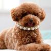 SWETRACE Dog Collar with Pearls and Bow view 4