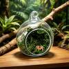 Jumping Spider Habitat with Magnetic Transparent Hide view 3