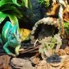 Adorainbow Realistic Resin Reptile Decor with Tall Aquarium Plants view 4