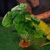 CLISPEED Artificial Green Resin Terrarium Plant with Hiding Place view 4